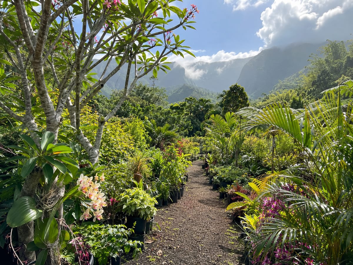 Pépinière tropicale 5Sens — plantes endémiques et médicinales de La Réunion